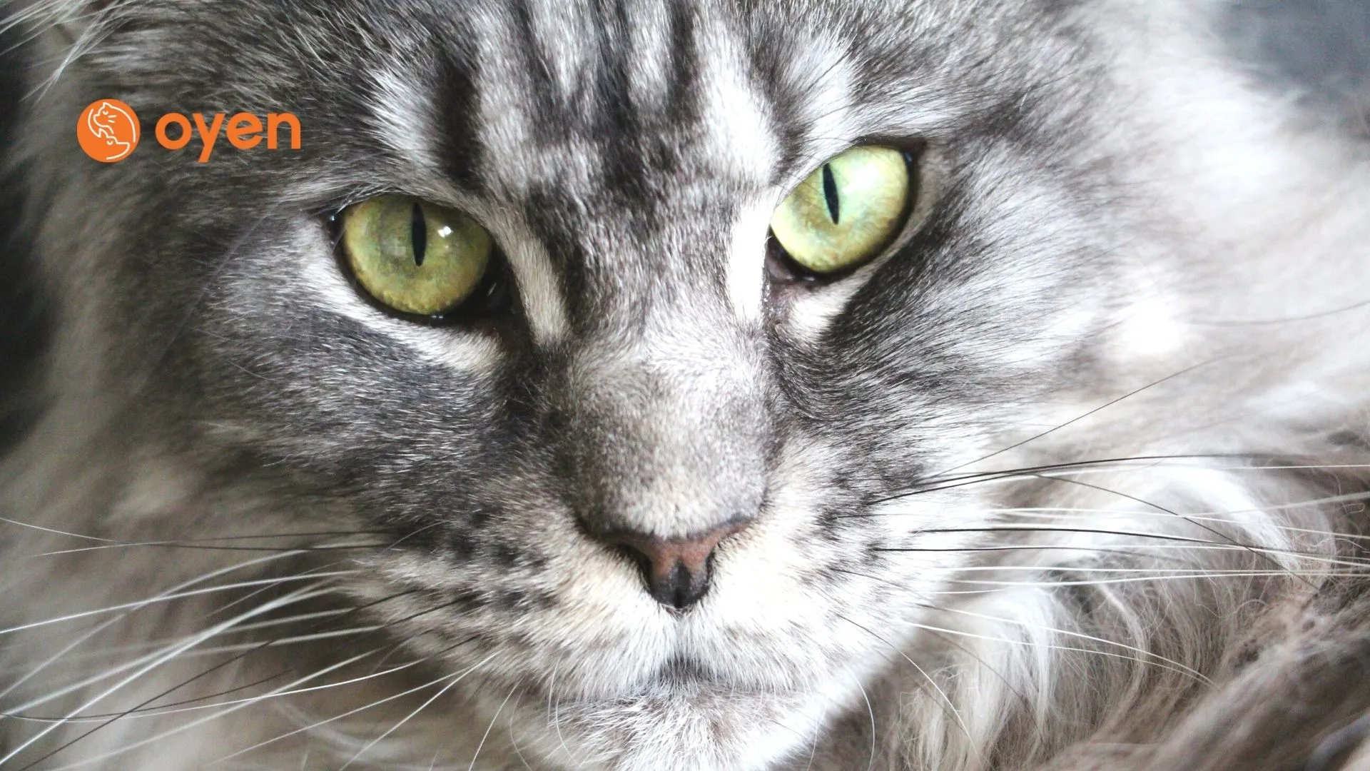 Maine Coon Guide in Malaysia (For Sell, Adopt, Care Tips)